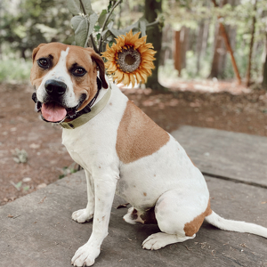 Fundraising Page: Maggie Henry